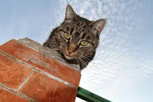 Curiosities: European cat looking over a wall in a garden