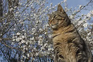 Mode: European cat sitting under a flowering plum in winter