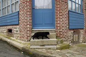Steps: European cat on the steps of a house Yport France