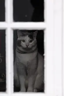 Yport: European cat behind a window looking Yport France