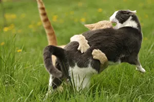 Confrontations: European cats red tabby and gray and white