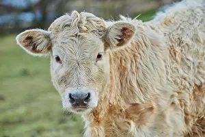 Primigenius: European cattle (Bos primigenius taurus), youngster