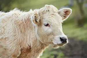 Primigenius: European cattle (Bos primigenius taurus), youngster