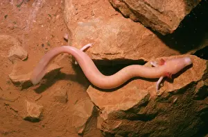 Proteus: European Cave Salamander / Olm