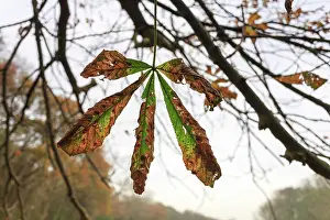 Castanea: European Chestnut