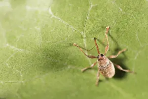 Weevils: European chestnut weevil (Curculio elephas) walking