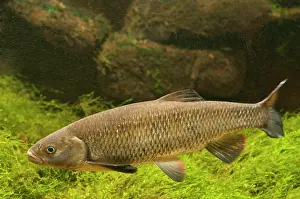 Leuciscus: European Chub