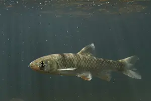 Leuciscus: European Chub