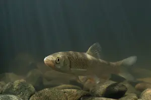 Leuciscus: European Chub