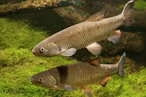 Leuciscus: Two European Chub