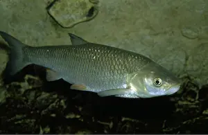 Chub: European CHUB