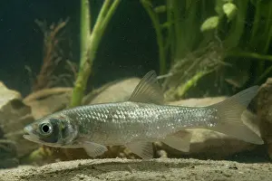 Squalius: European Chub - in habitat