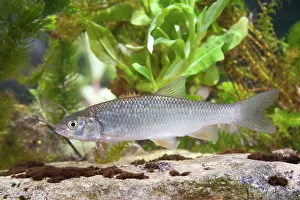 Photographed: European Chub - Single juvenile photographed underwater