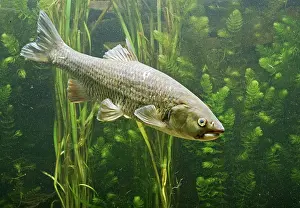 Squalius: European Chub - in weeds side view