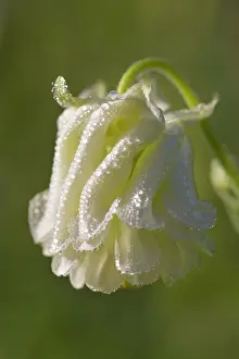 Columbine: European Columbine