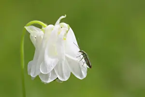 Columbine: European Columbine