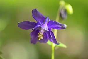Columbine: European Columbine