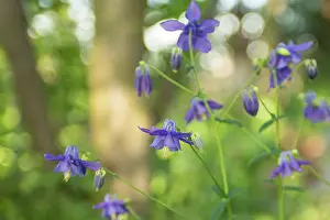 Columbine: European Columbine