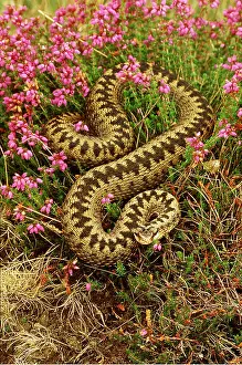 Adders: European / Common ADDER