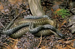 Adders: European / Common ADDER - adults; pre-copulation