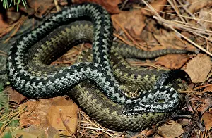 Adders: European / Common ADDER - adults; pre-copulation