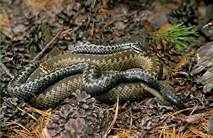 Adders: European / Common ADDER - adults; pre-copulation