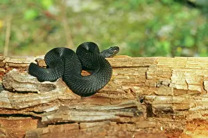 Berus: European / Common ADDER - black