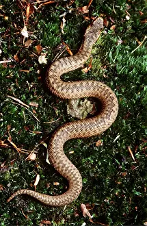 Adders: European / Common ADDER - full body, view from above