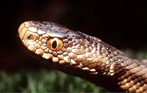 Adders: European / Common ADDER - CLOSE UP OF HEAD