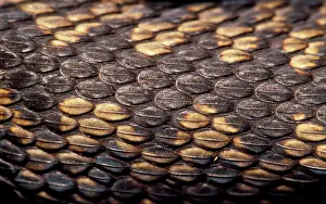 European / Common ADDER - Close up of scales