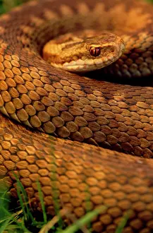 Berus: European / Common ADDER - female, close-up