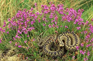 Berus: European / Common ADDER - female in heather. Only