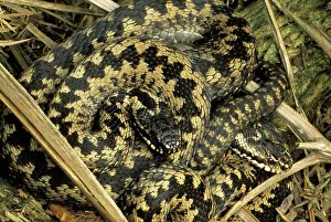 Berus: European / Common ADDER - two males sunning