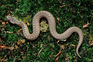 Berus: European / Common ADDER - on moss