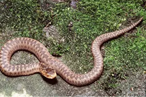 Vipers: European / Common ADDER - ON MOSS COVERED FLOOR