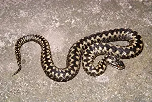 Vipers: European / Common ADDER - overhead view