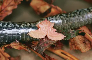Genitalia: European / Common ADDER - shows Hemipenis