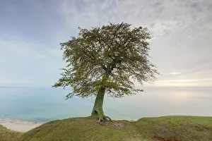 Beeches: European / Common Beech solitary tree at the