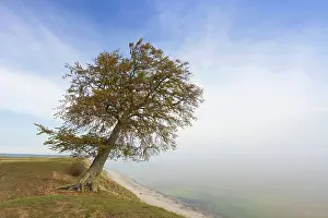 Beeches: European / Common Beech solitary tree at the