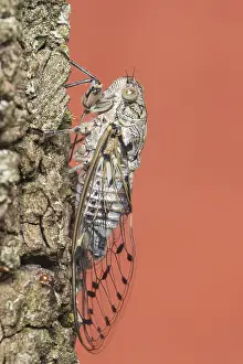 Plebejus: European Common Cicada (Lyristes plebejus) clim