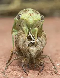 Hatching: European Common Cicada (Lyristes plebejus) emer