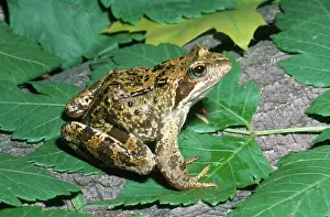 Latvia: European Common Frog