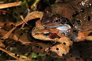 Frogspawn: European Common Frog - amplexus with spawn