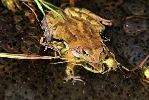 Frogspawn: European Common Frog - amplexus with spawn