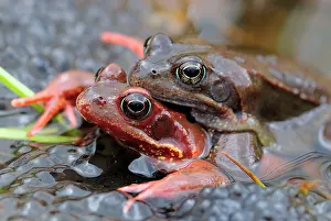 Frogspawn: European Common Frog - amplexus with spawn
