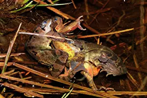 Mess: European Common Frog - a mess of amplexus / mating