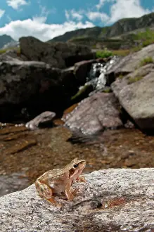 Temporaria: European Common Frog near a stream in high mountain