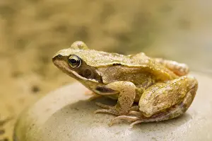 300119: European common frog - Norfolk UK