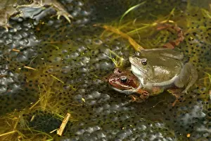 Frogspawn: European Common Frogs - Mating - Pair in amplexus