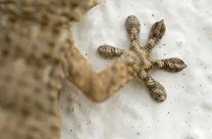 Mauritanica: European Common Gecko